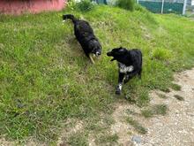 LEO, Hund, Mischlingshund in Rumänien - Bild 10