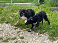 LEO, Hund, Mischlingshund in Rumänien - Bild 11