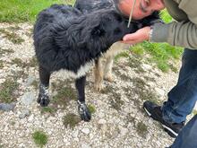 LEO, Hund, Mischlingshund in Rumänien - Bild 12