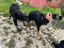 LEO, Hund, Mischlingshund in Rumänien - Bild 13