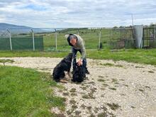 LEO, Hund, Mischlingshund in Rumänien - Bild 14