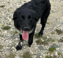 LEO, Hund, Mischlingshund in Rumänien - Bild 3