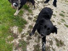 LEO, Hund, Mischlingshund in Rumänien - Bild 4
