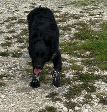 LEO, Hund, Mischlingshund in Rumänien - Bild 5