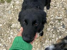 LEO, Hund, Mischlingshund in Rumänien - Bild 6