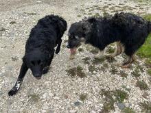 LEO, Hund, Mischlingshund in Rumänien - Bild 7