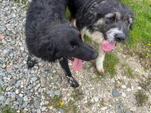 LEO, Hund, Mischlingshund in Rumänien - Bild 8