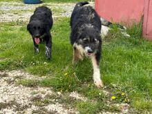 LEO, Hund, Mischlingshund in Rumänien - Bild 9