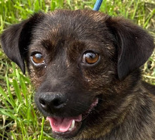 MIMOSE, Hund, Mischlingshund in Ungarn - Bild 1