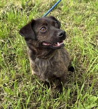 MIMOSE, Hund, Mischlingshund in Ungarn - Bild 3