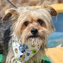 JANA, Hund, Yorkshire Terrier-Mix in Spanien - Bild 1