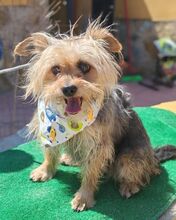 JANA, Hund, Yorkshire Terrier-Mix in Spanien - Bild 2