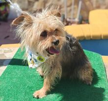 JANA, Hund, Yorkshire Terrier-Mix in Spanien - Bild 3