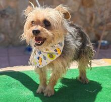 JANA, Hund, Yorkshire Terrier-Mix in Spanien - Bild 4