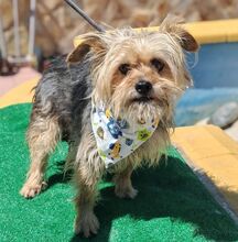 JANA, Hund, Yorkshire Terrier-Mix in Spanien - Bild 5