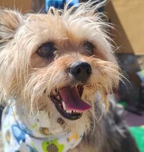 JANA, Hund, Yorkshire Terrier-Mix in Spanien - Bild 6