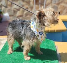 JANA, Hund, Yorkshire Terrier-Mix in Spanien - Bild 7