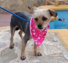 JANA, Hund, Yorkshire Terrier-Mix in Spanien - Bild 8