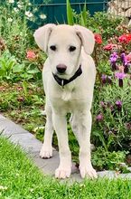 YANG, Hund, Mischlingshund in Korschenbroich - Bild 1