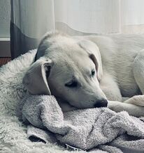 YANG, Hund, Mischlingshund in Korschenbroich - Bild 2