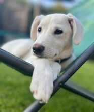 YANG, Hund, Mischlingshund in Korschenbroich - Bild 3