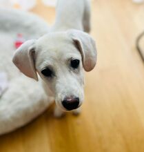 YANG, Hund, Mischlingshund in Korschenbroich - Bild 4