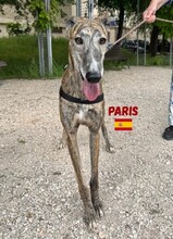 PARIS, Hund, Galgo Español in Spanien - Bild 1