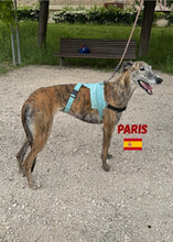PARIS, Hund, Galgo Español in Spanien - Bild 2