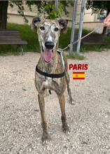 PARIS, Hund, Galgo Español in Spanien - Bild 3