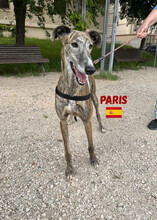 PARIS, Hund, Galgo Español in Spanien - Bild 4