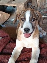 KATARA, Hund, Mischlingshund in Rumänien - Bild 2