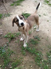 KATARA, Hund, Mischlingshund in Rumänien - Bild 3