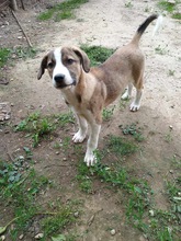 KATARA, Hund, Mischlingshund in Rumänien - Bild 4