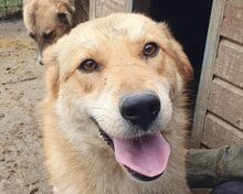 NAEMI, Hund, Mischlingshund in Rumänien - Bild 1