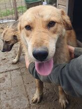 NAEMI, Hund, Mischlingshund in Rumänien - Bild 2