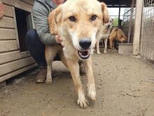 NAEMI, Hund, Mischlingshund in Rumänien - Bild 4