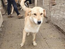 NAEMI, Hund, Mischlingshund in Rumänien - Bild 5