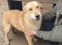 NAEMI, Hund, Mischlingshund in Rumänien - Bild 7
