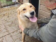 NAEMI, Hund, Mischlingshund in Rumänien - Bild 8