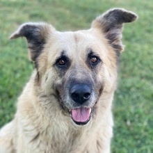 PINJA, Hund, Mischlingshund in Griechenland - Bild 1