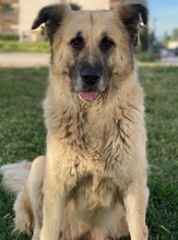 PINJA, Hund, Mischlingshund in Griechenland - Bild 2