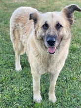 PINJA, Hund, Mischlingshund in Griechenland - Bild 3