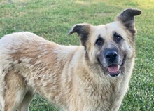 PINJA, Hund, Mischlingshund in Griechenland - Bild 4
