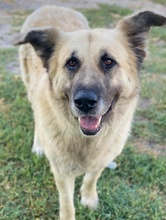 PINJA, Hund, Mischlingshund in Griechenland - Bild 5