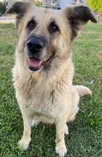 PINJA, Hund, Mischlingshund in Griechenland - Bild 6