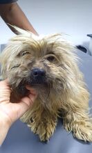 PAULA, Hund, Malteser-Mix in Brakel - Bild 1