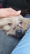 PAULA, Hund, Malteser-Mix in Brakel - Bild 3
