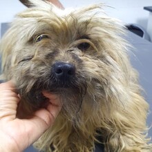 PAULA, Hund, Malteser-Mix in Brakel - Bild 4