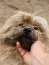 PAULA, Hund, Malteser-Mix in Brakel - Bild 5