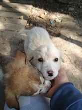 KAYA, Hund, Mischlingshund in Rumänien - Bild 1